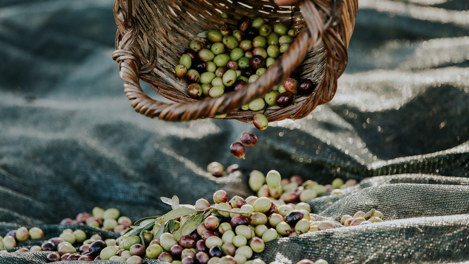 Cretan harvest season